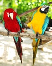 Two beautiful carribean maccaws on exotic beach at Saona island Royalty Free Stock Photo