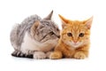 Two beautiful cats Royalty Free Stock Photo