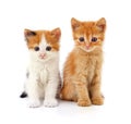 Two beautiful cats Royalty Free Stock Photo