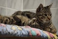 The two beautiful cats, Mum and the kitten are cuddling in the bed Royalty Free Stock Photo