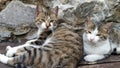 Two cats resting on the bench