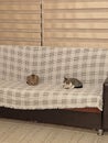 Two beautiful cats are sitting on the couch and sleeping a little. Domestic cats or cats. On a plaid blanket. Cats sleep on the Royalty Free Stock Photo