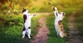 Two cats walking in a Sunny summer garden and catch a flying swallowtail butterfly with their paws