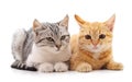 Two beautiful cats. Royalty Free Stock Photo