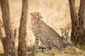 Two beautiful cheetahs rests under a tree in Serengeti Royalty Free Stock Photo