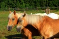 Two beautiful chestnut hafling horses portrait on green pasture Royalty Free Stock Photo