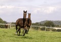 Two Beautiful chestnuts horse galloping