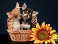 Two beautiful chihuahua puppy in wattled basket