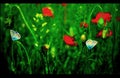 Butterflies on poppies Royalty Free Stock Photo