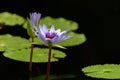Two Beautiful colorful Lotus Flowers and green leaves in the pool. Royalty Free Stock Photo