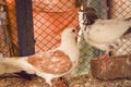 Two Beautiful Couple Pigeons Love Eachother Royalty Free Stock Photo