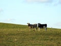 Two cow animal in field, Lithuania Royalty Free Stock Photo