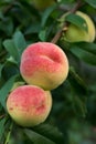 Two beautiful crimson ripe peaches