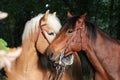 Lovely cuddling horses Royalty Free Stock Photo