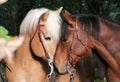 Lovely cuddling horses Royalty Free Stock Photo