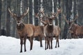 Two Beautiful Curious Trophy Deer Stag Close-Up, Surrounded By Herd. Winter Christmas Wildlife Landscape With Deer Cervus Elaphus