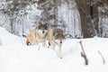 Two beautiful and curious wolves in cold winter landscape Royalty Free Stock Photo