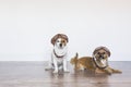 two beautiful cute small dogs wearing funny pilot helmet. Aviator hat.Indoors.  white background. Travel concept Royalty Free Stock Photo