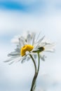 Two Daisy Flowers - Together We Stand Royalty Free Stock Photo