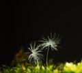 Dandelion seeds water drops flower background Royalty Free Stock Photo