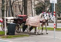 beautiful decorated white fiaker carriage horses on central streets of Vienna, Austria Royalty Free Stock Photo