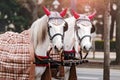 beautiful decorated white fiaker carriage horses on central streets of Vienna, Austria