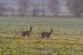 two beautiful deer doe standing on a meadow in autumn Royalty Free Stock Photo