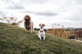 Two beautiful doggy friends having fun in the park of Madrid in a cloudy day. They are looking at something in front of them. Pets