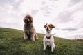 Two beautiful doggy friends are in the meadow. They are looking at something in front of them. They are very attentive and excited