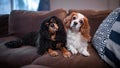 Two beautiful dogs of breed Cavalier King Charles Spaniel lie on the couch Royalty Free Stock Photo