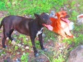 Two beautiful dogs in a field