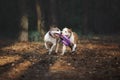 Two beautiful dogs play together and carry the toy to the owner