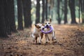 Two beautiful dogs play together and carry the toy to the owner. Aport performed by the American Staffordshire Terriers. Royalty Free Stock Photo