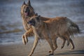 Two beautiful dogs are playing on a beach