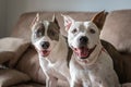 Two beautiful dogs sitting on the sofa smiling