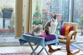 Two Beautiful Domestic Cats At Home
