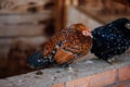 Two beautiful domestic hens red and black sitting on blurred background of a wall of wooden logs, wooden shelter at farm, old barn Royalty Free Stock Photo