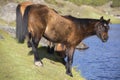 Two beautiful domestic horses drinking water from the Laguna Muc Royalty Free Stock Photo