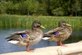 Two Beautiful Ducks Royalty Free Stock Photo