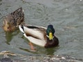 Two beautiful ducks in early spring Royalty Free Stock Photo