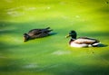 Two ducks and a green dirty swamp