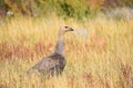 Two beautiful ducks sitting in high grass Royalty Free Stock Photo