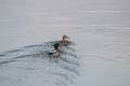 two beautiful ducks swim on the lake in the evening Royalty Free Stock Photo
