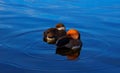 Two beautiful ducks on vacation Royalty Free Stock Photo