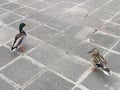 Two beautiful ducks for a walk in the city Royalty Free Stock Photo
