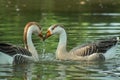 Two beautiful ducks on water Royalty Free Stock Photo