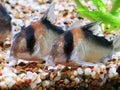 Two beautiful duplicarius corydoras catfish fresh water aquarium gravel cleanest planted tanks plants growing under water Royalty Free Stock Photo