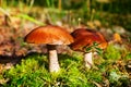 Two beautiful edible mushrooms on green moss background grow in pine forest close up, boletus edulis, brown cap boletus, porcini Royalty Free Stock Photo