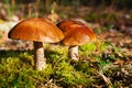 Two beautiful edible mushrooms on green moss background grow in pine forest close up, boletus edulis, brown cap boletus, penny bun