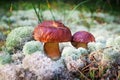 Two beautiful edible mushrooms on green moss background grow in pine forest close up, boletus edulis, brown cap boletus, porcini Royalty Free Stock Photo